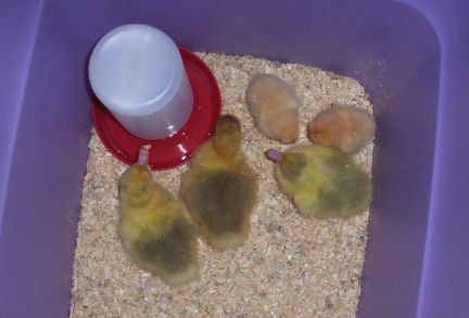 Goslings and Chicks